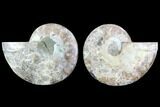 Cut & Polished Ammonite Fossil - Agatized #91163-1